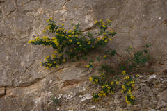 Coronilla