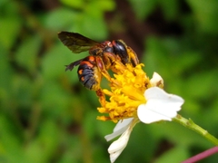 Anthidiellum perplexum