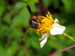 Anthidiellum perplexum