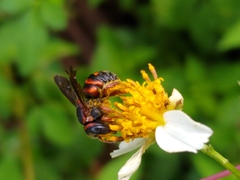 Anthidiellum perplexum