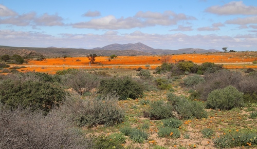 Dimorphotheca sinuata