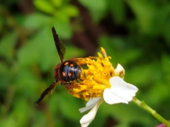 Anthidiellum perplexum