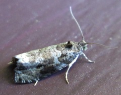 Olethreutes appendiceum