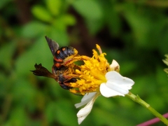 Anthidiellum perplexum