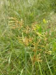 Cyperus esculentus leptostachyus