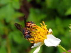 Anthidiellum perplexum