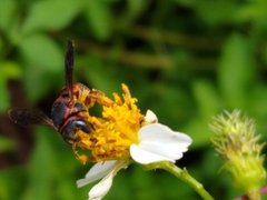 Anthidiellum perplexum