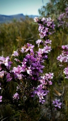 Boronia subulifolia