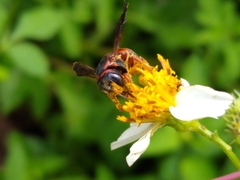 Anthidiellum perplexum