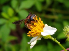 Anthidiellum perplexum