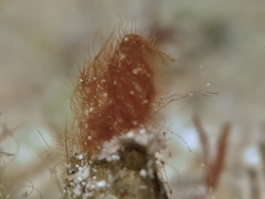 Phycocaris simulans