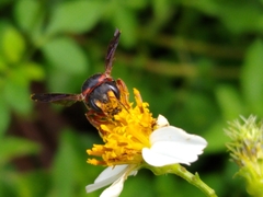 Anthidiellum perplexum