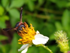 Anthidiellum perplexum