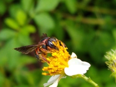 Anthidiellum perplexum