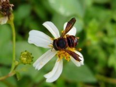 Anthidiellum perplexum