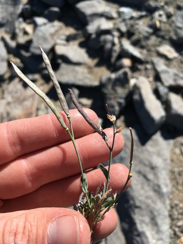 Image of Howell's Rockcress (Boechera howellii) by (c) Martin Purdy, some rights reserved (CC BY)