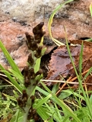 Omalotheca sylvatica