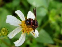 Anthidiellum perplexum