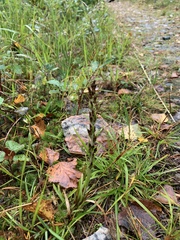 Omalotheca sylvatica