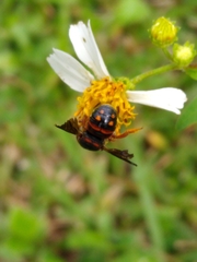 Anthidiellum perplexum