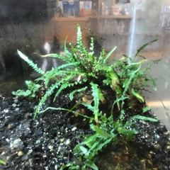 Asplenium tutwilerae