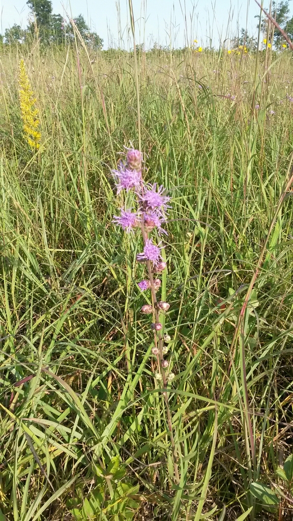 rough blazing star from 2600-3198 Springbrook Trail Danbury, WI 54830 ...