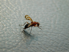 Tritoxa incurva