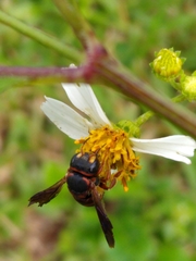 Anthidiellum perplexum