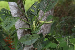 Monstera adansonii var. laniata image