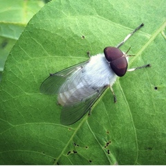 Leucotabanus annulatus