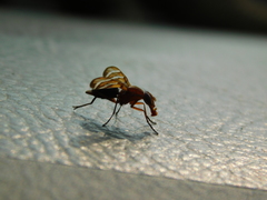 Tritoxa incurva