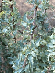 Berberis higginsiae