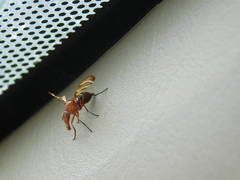 Tritoxa incurva