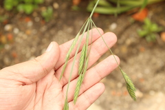 Bromus