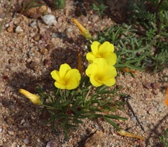 Oxalis namaquana