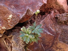 Draba lonchocarpa