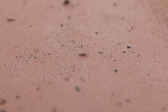 Entomobrya nigrocincta