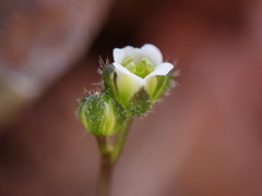 Draba lonchocarpa