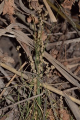 Carex divulsa divulsa