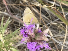 Hesperia leonardus pawnee