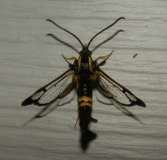 Synanthedon kathyae