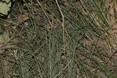 Carex divulsa divulsa
