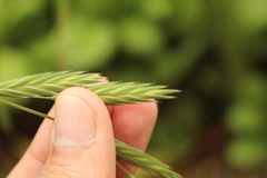 Bromus