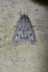 Acronicta auricoma