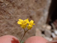 Draba lemmonii