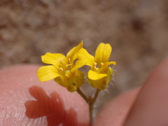 Draba lemmonii