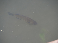 Lepomis macrochirus macrochirus