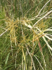 Cyperus esculentus leptostachyus