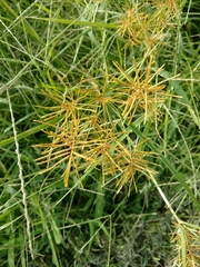 Cyperus esculentus leptostachyus