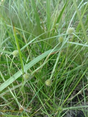 Cyperus brevifolioides